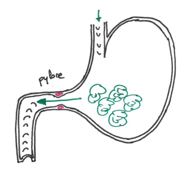 Brlure d'estomac et reflux - Romain Przybos | tiopathe
